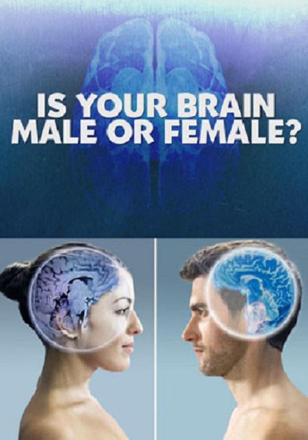 你的大脑是男性荷尔蒙还是女性