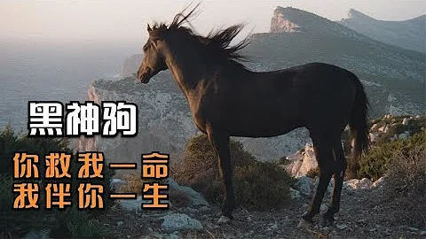 T4电影：被困荒岛男孩意外救下一匹黑马，为报恩，黑马带他拿下冠军！